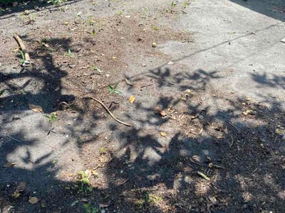 Leaf Removal service in DeLand, 32720