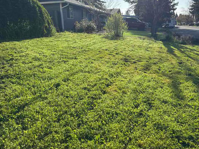 Lawn Care service in Ridgefield, 98642