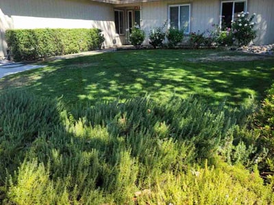 Lawn Care service in Stockton, 95202