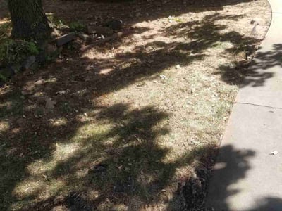 Leaf Removal service in Edmond, 73034