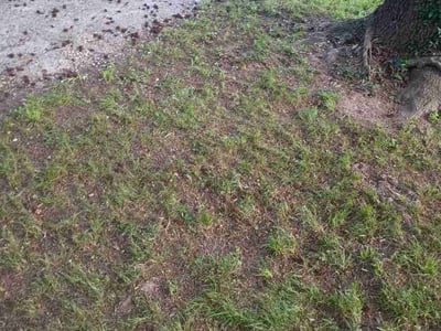 Leaf Removal service in Brandon, 33511
