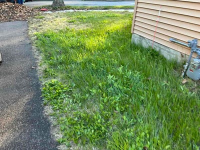 Leaf Removal service in Brandon, 33511