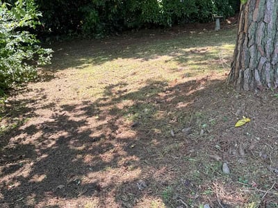Lawn Care service in Bronx, 10462