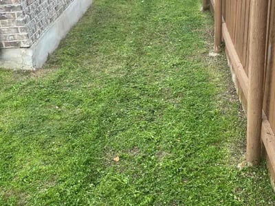 Lawn Care service in Somerville, 02143