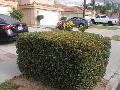 Lawn Care service in Rialto, 92376