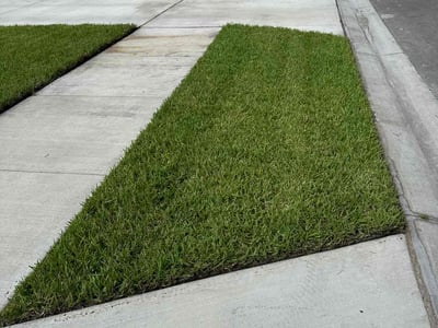 Lawn Care service in Wesley Chapel, 33543