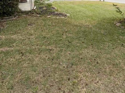 Leaf Removal service in Goose Creek, 29445