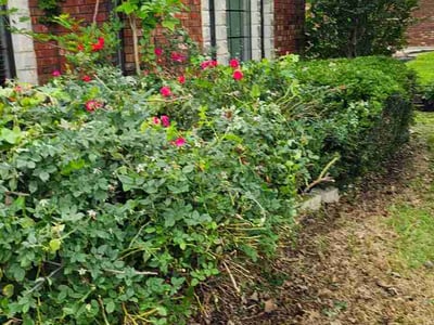 Lawn Care service in Temple, 76501