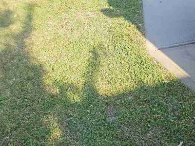 Lawn Care service in Lake Wylie, 29710