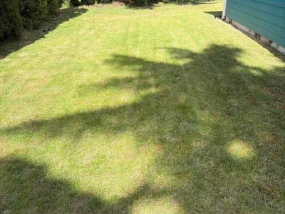 Lawn Care service in Olympia, 98501