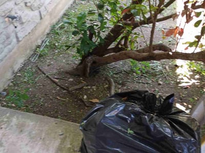 Lawn Care service in Oroville, 95965