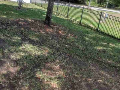 Lawn Care service in Garden Grove, 92843