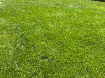 Lawn Care service in Huntley, 60142