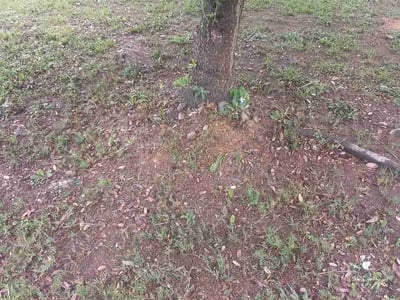 Leaf Removal service in Garner, 27529