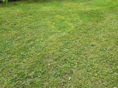 Lawn Care service in Spencerport, 14559