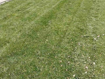 Lawn Care service in West Linn, 97068