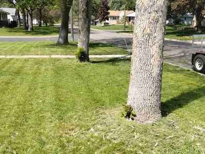 Lawn Care service in Golden Valley, 55422