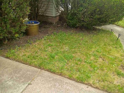Leaf Removal service in Woodbury, 55125