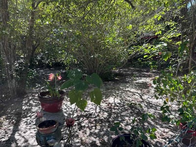Leaf Removal service in Wesley Chapel, 33543