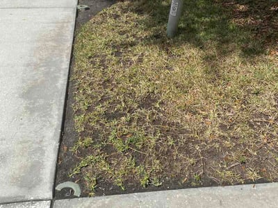 Leaf Removal service in Wesley Chapel, 33543
