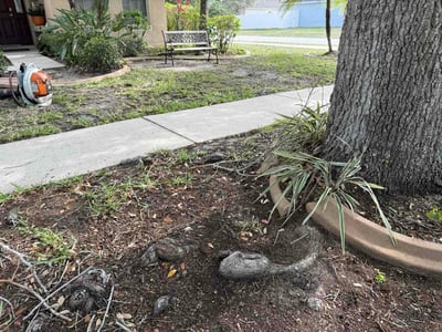 Leaf Removal service in Wesley Chapel, 33543