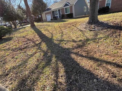 Leaf Removal service in Wesley Chapel, 33543