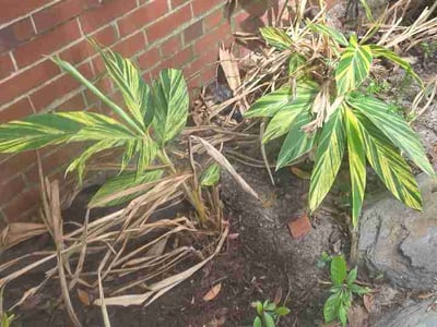 Leaf Removal service in Punta Gorda, 33950