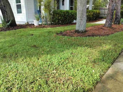 Lawn Care service in Saint Albans, 11412