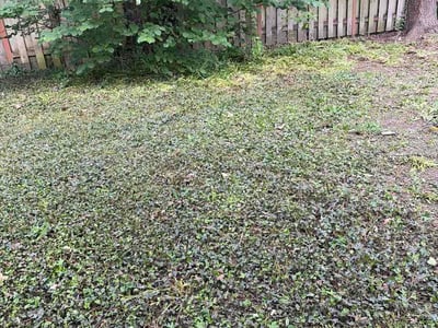 Leaf Removal service in Beaverton, 97005