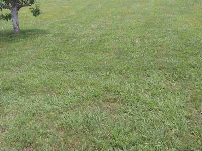 Lawn Care service in LaFayette, 30728