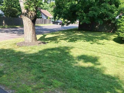 Lawn Care service in Shrewsbury, 01545