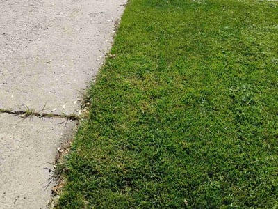 Lawn Care service in Shrewsbury, 01545