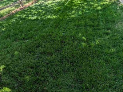 Lawn Care service in Thornton, 80229