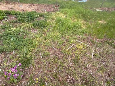 Lawn Care service in Oxford, 48371