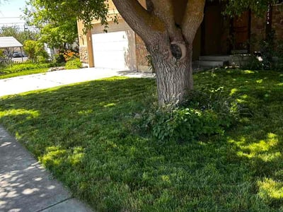 Lawn Care service in Orem, 84057