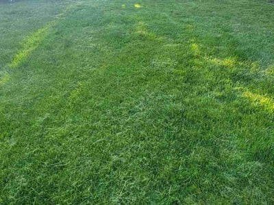 Lawn Care service in Kaysville, 84037