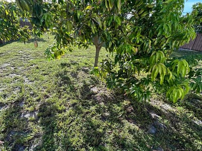 Leaf Removal service in Coral Springs, 33065