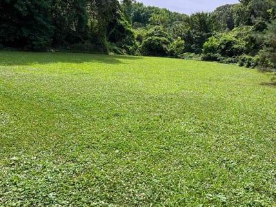 Lawn Care service in Norfolk, 23510
