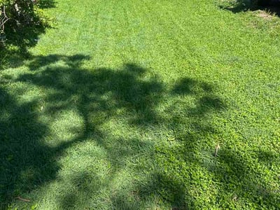 Lawn Care service in La Marque, 77568