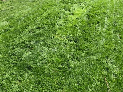 Lawn Care service in Salt Lake City, 84111