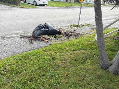 Leaf Removal service in Lakeland, 33801