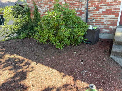Leaf Removal service in Bellevue, 98004