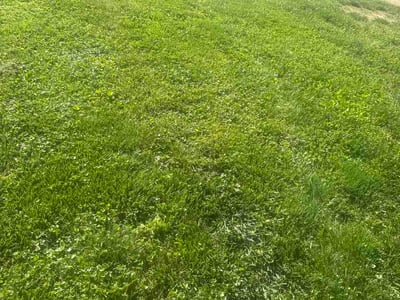 Lawn Care service in Erlanger, 41018