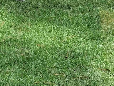 Lawn Care service in Murrells Inlet, 29576