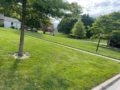Lawn Care service in Drexel Hill, 19026