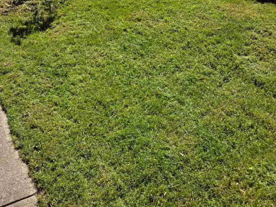 Lawn Care service in Hilton, 14468