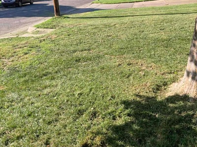 Lawn Care service in Carmichael, 95608