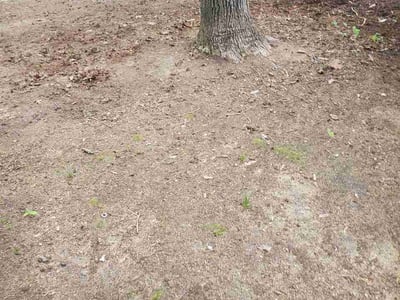 Leaf Removal service in Henrico, 23294