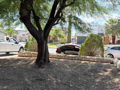 Leaf Removal service in Lubbock, 79401