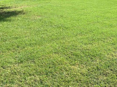 Lawn Care service in Hutto, 78634